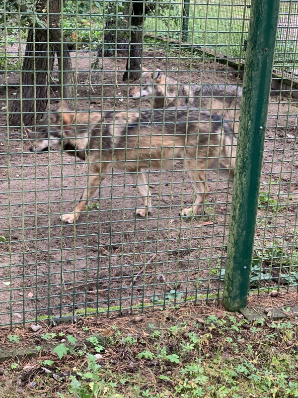 Zdjęcie - Wycieczka klas 1a i 2b do ZOO w Poznaniu