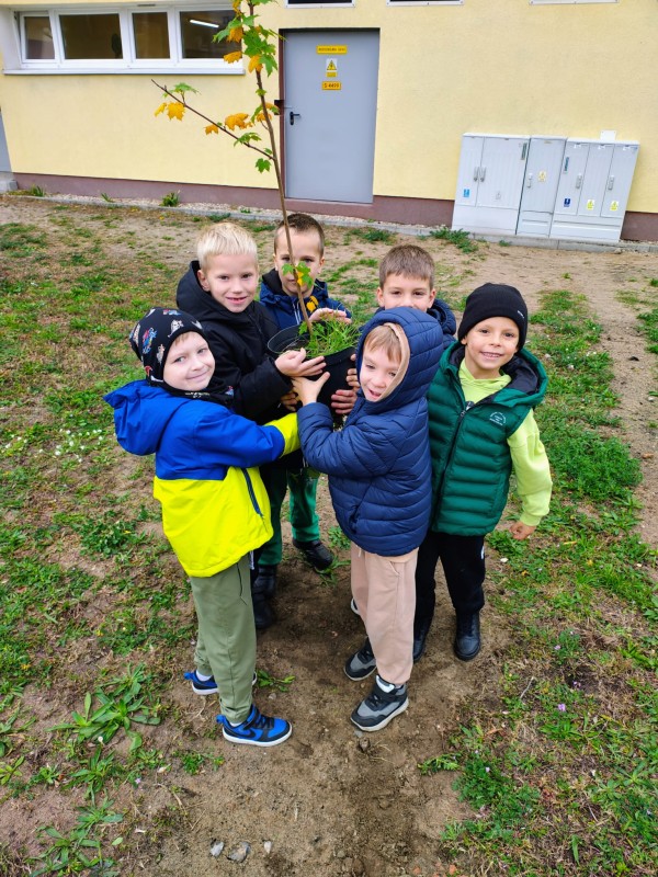 Zdjęcie - Dzień Drzewa