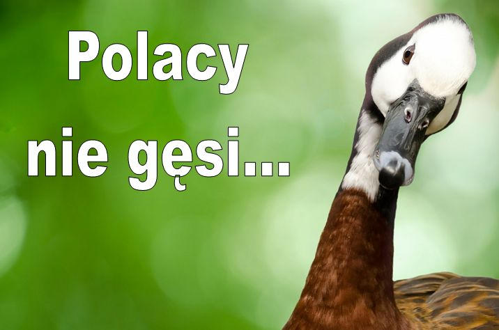 Polacy nie gęsi...